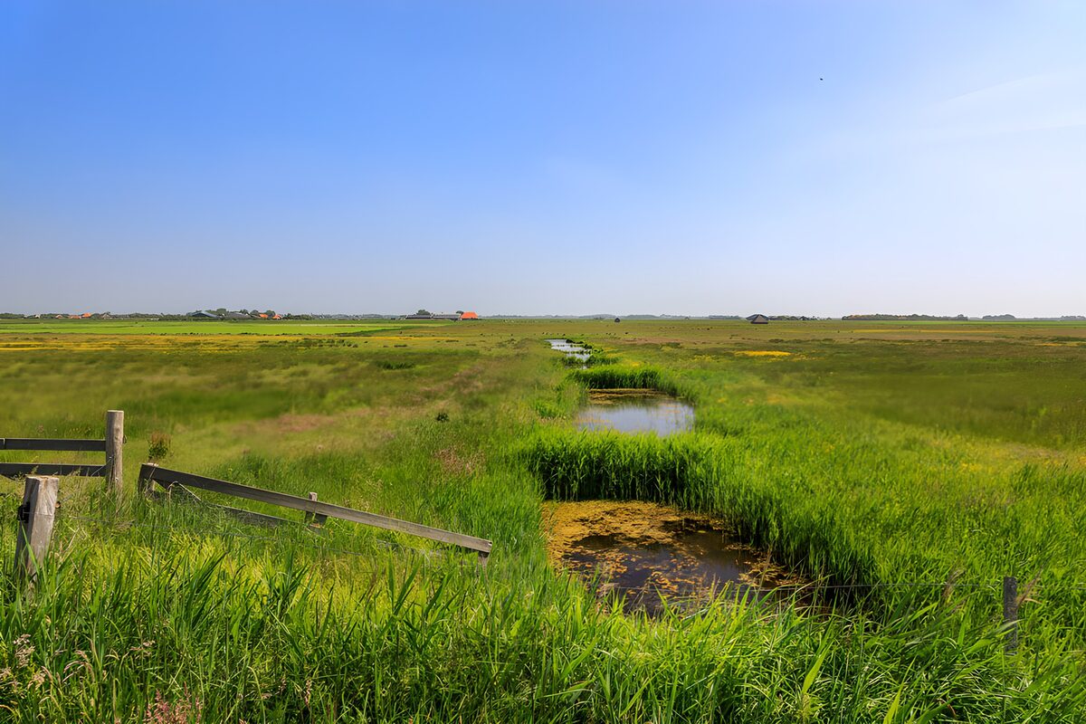 OCUK80438: Lush Green Marshland Under Blue Sky