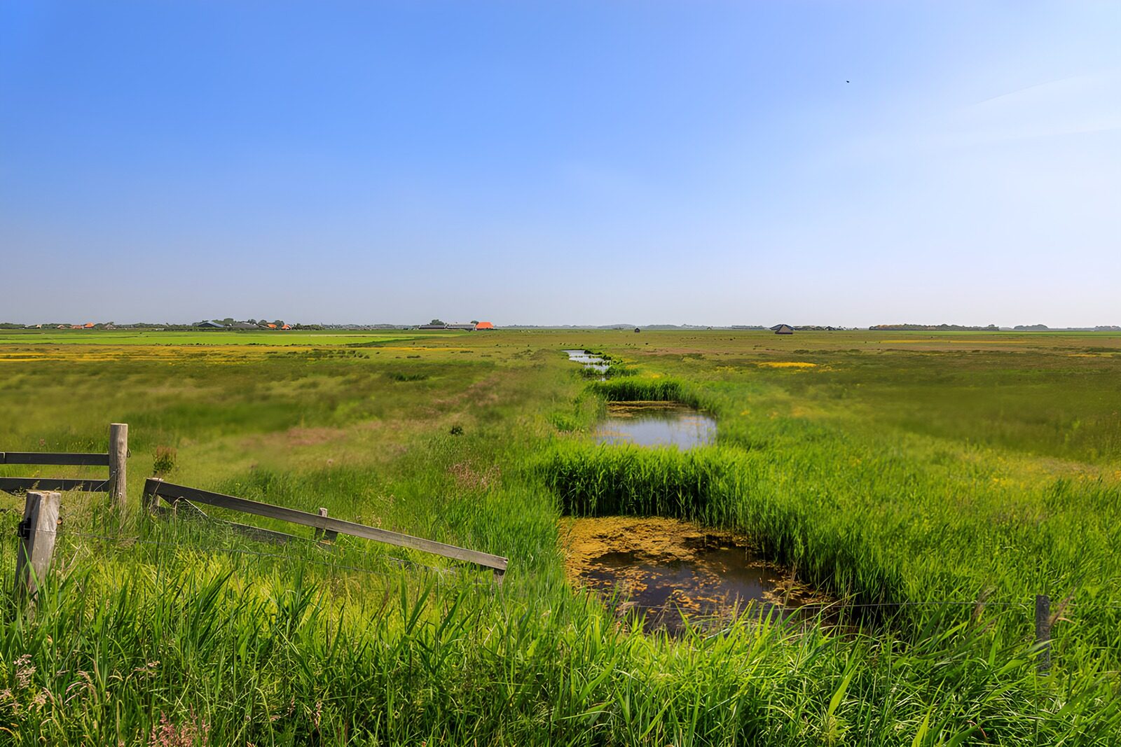 OCUK80438: Lush Green Marshland Under Blue Sky