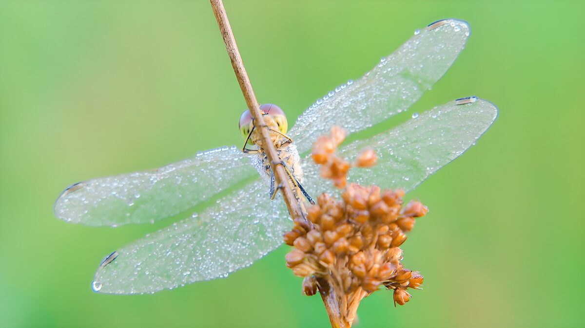 OCUK99315: Dew-Kissed Dragonfly Resting on a Stem