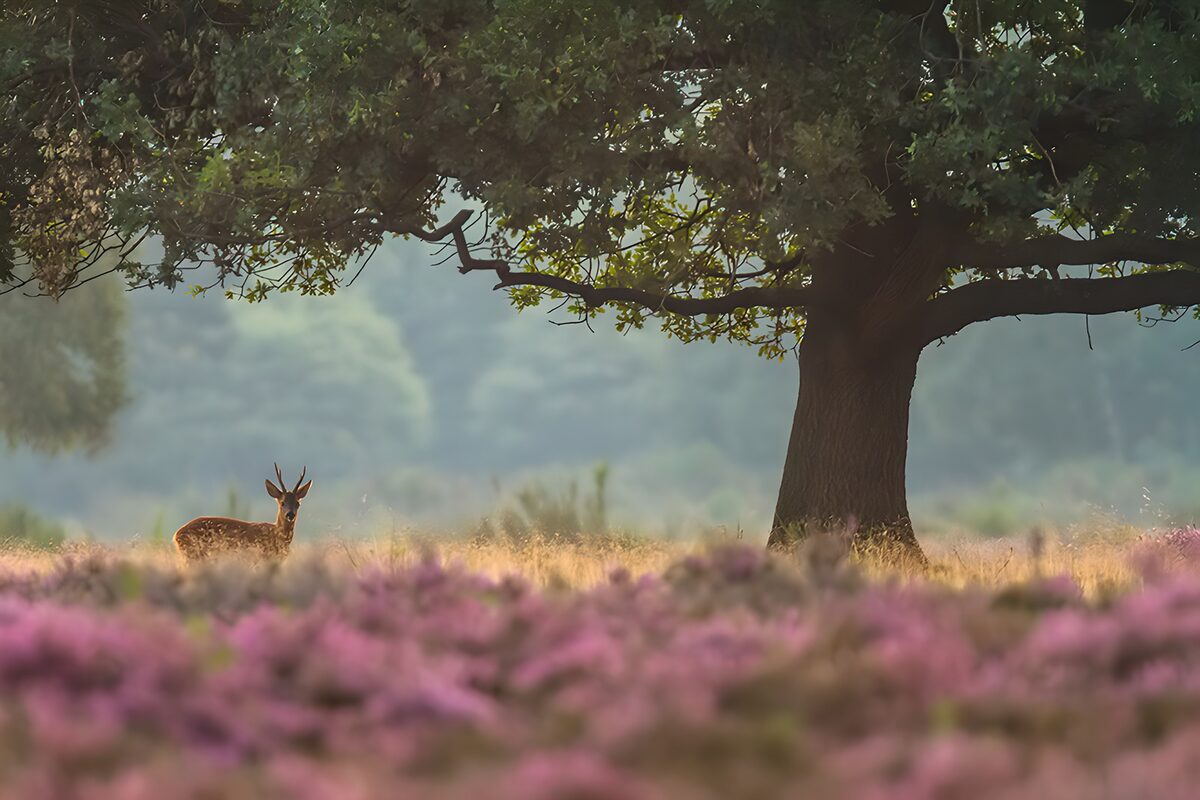 Serene Scene with Deer in Blooming Meadow