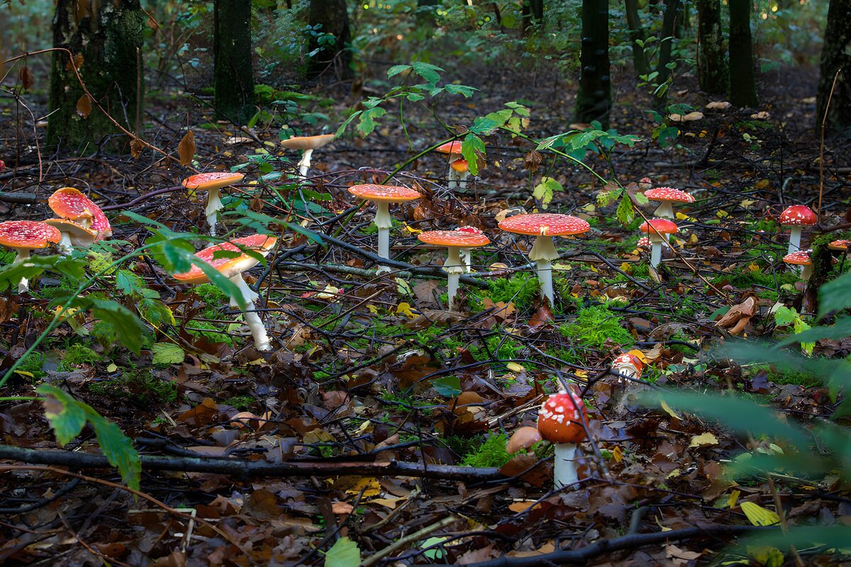 OCUK38558: Enchanting Red Mushrooms in a Forest