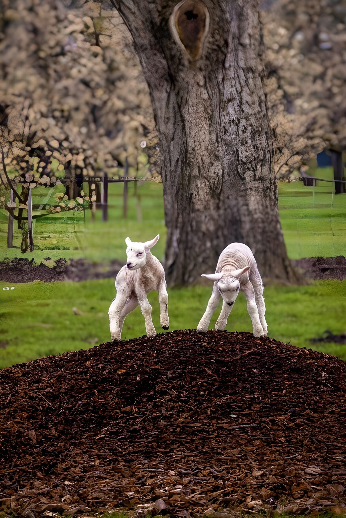 OCUK45659: Playful Lambs on a Leafy Mound