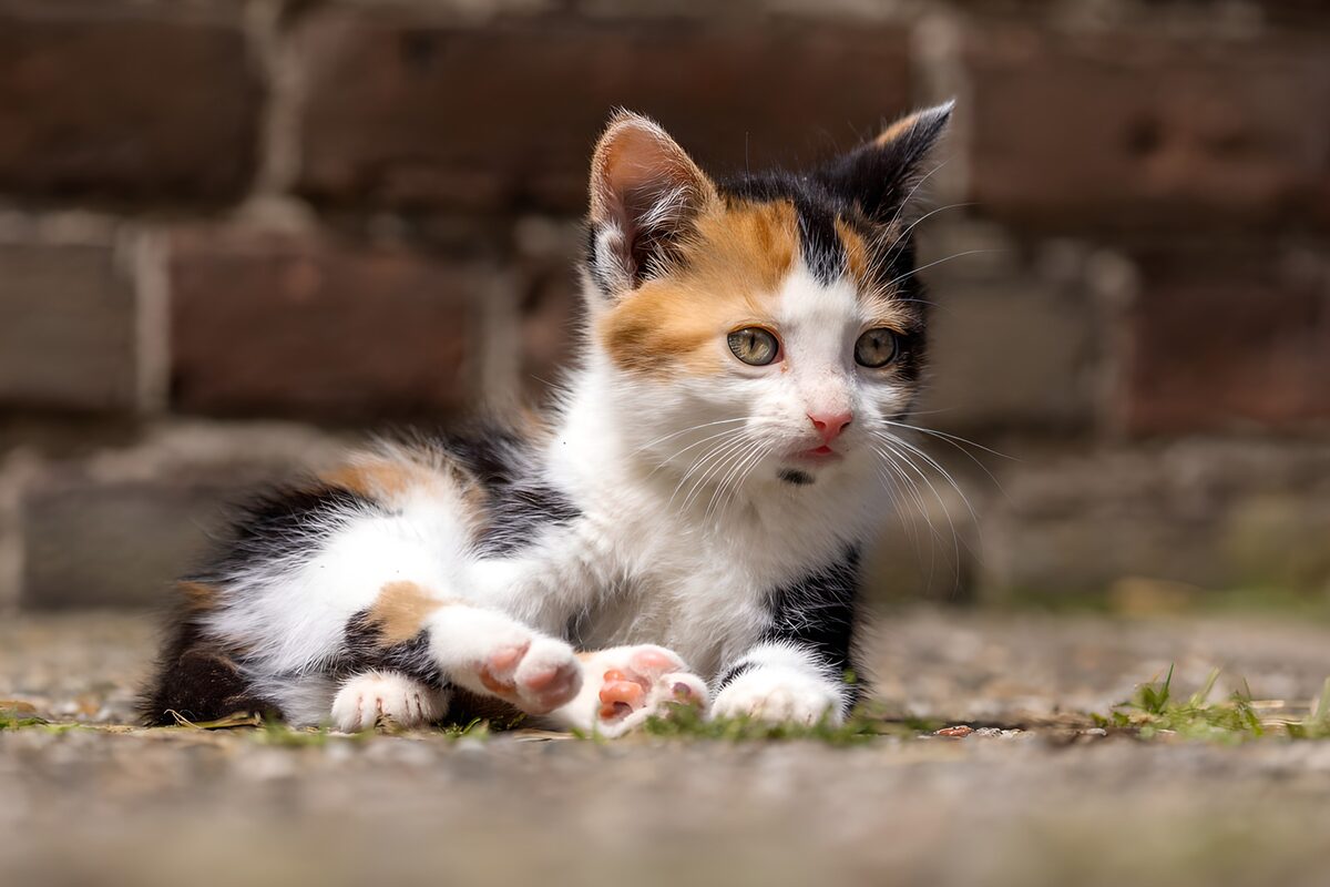 OCUK64589: Calico Kitten Resting
