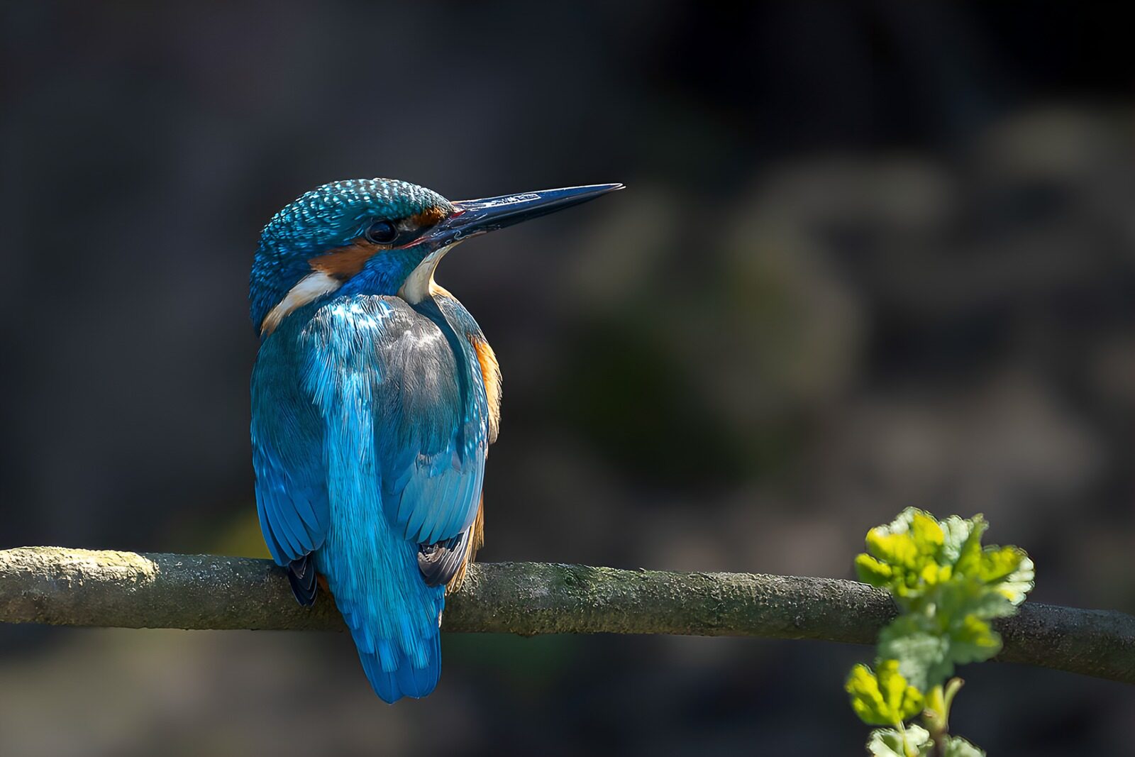 OCUK34345: Vibrant Kingfisher at Rest