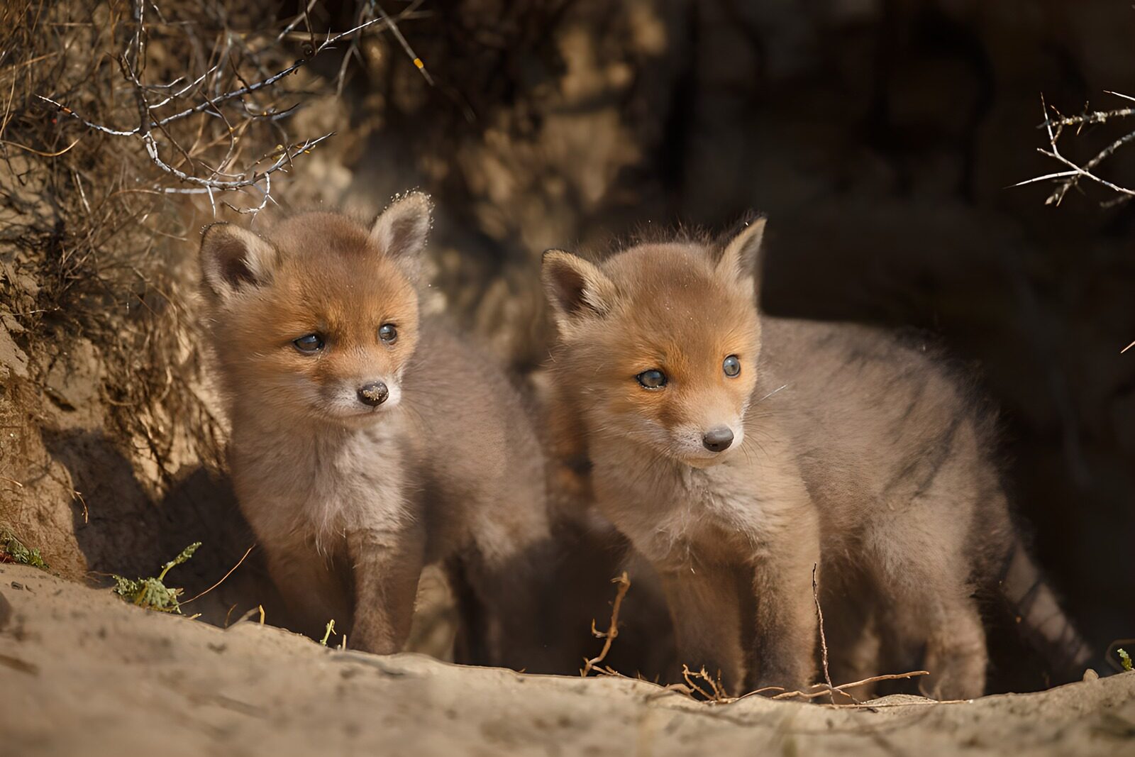 OCUK96861: Playful Fox Cubs in Nature