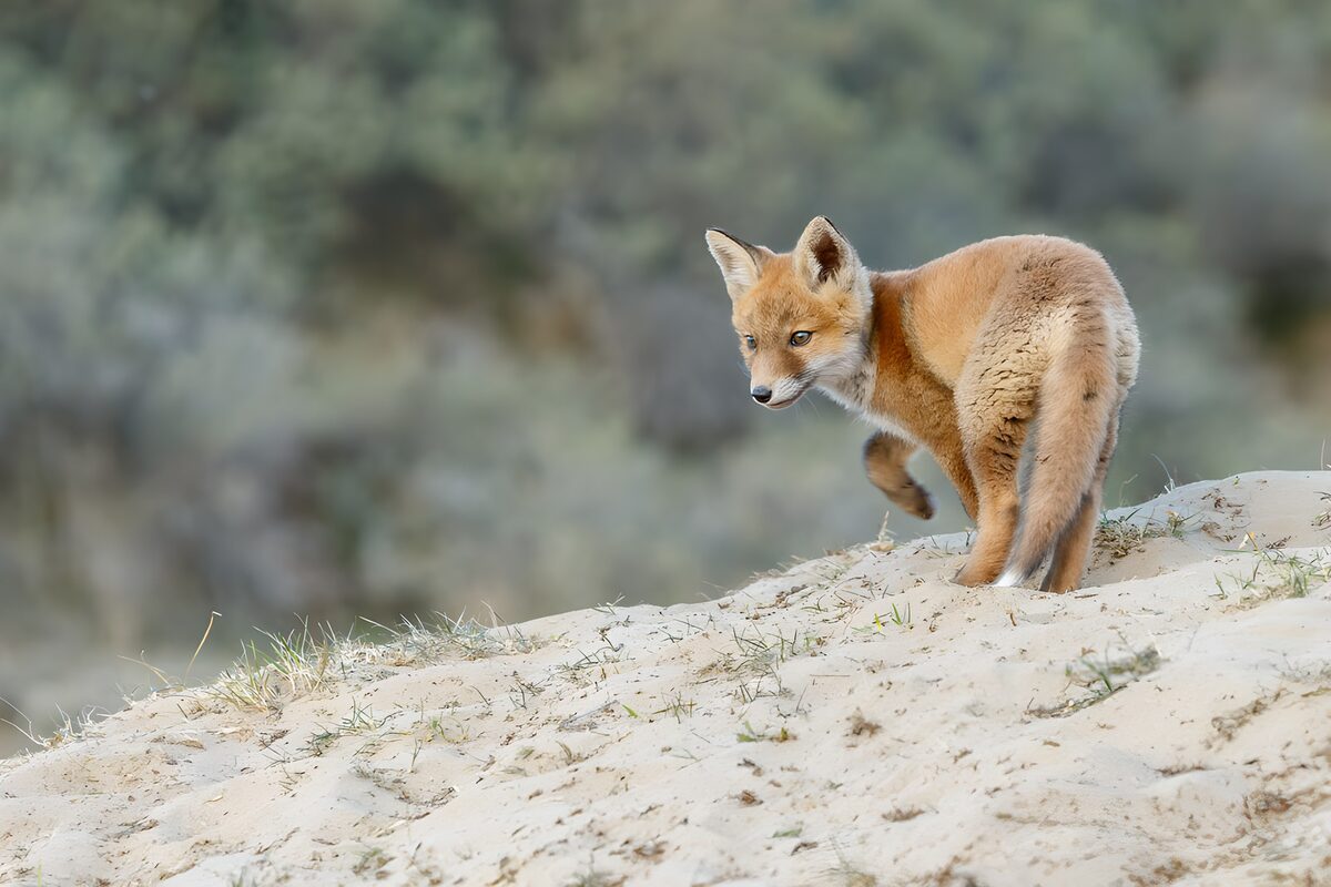 OCUK25995: Curious Fox on the Dunes