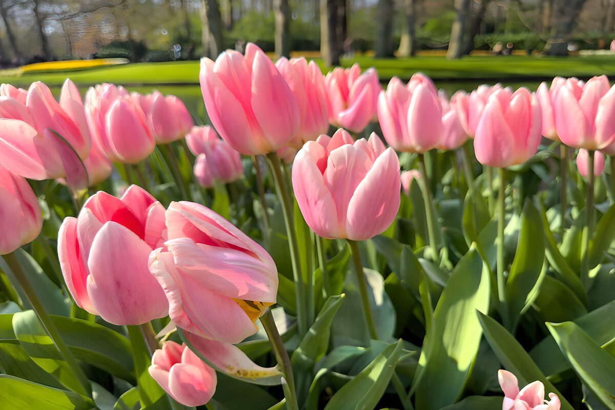 Pink Tulips in Full Bloom
