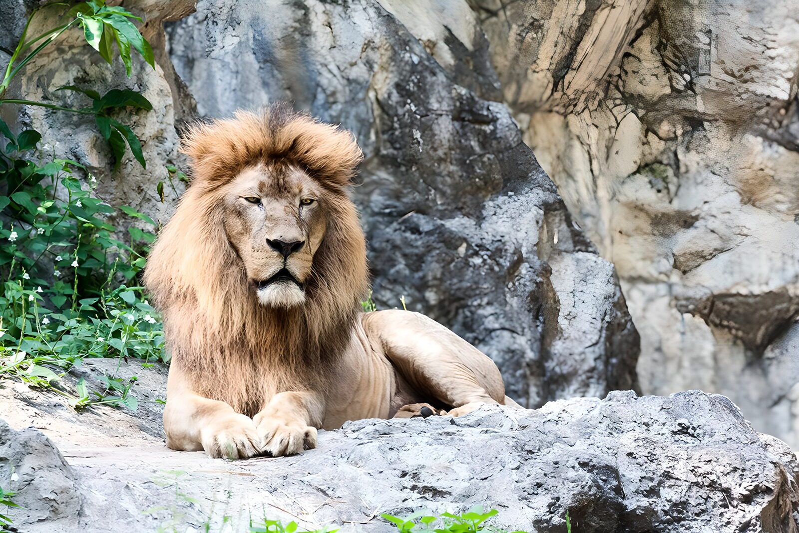 OCUK69247: Majestic Lion Resting in the Wild