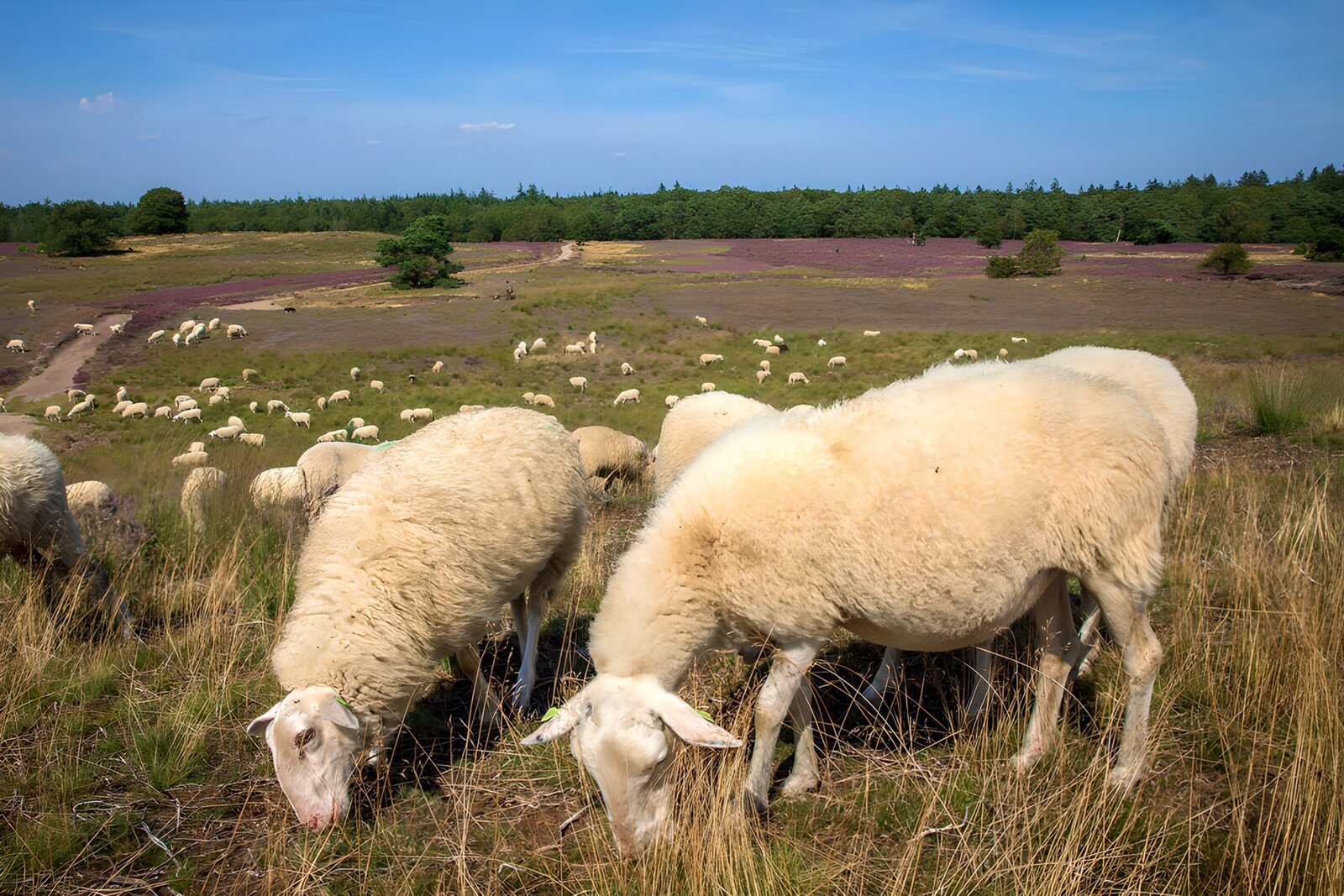 OCUK80681: Grazing Sheep in a Serene Landscape