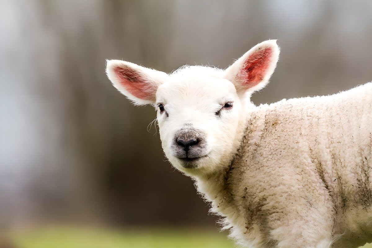 OCUK97190: Charming Lamb in Spring