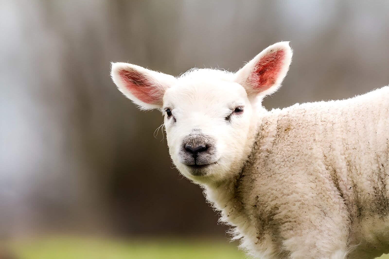 OCUK97190: Charming Lamb in Spring