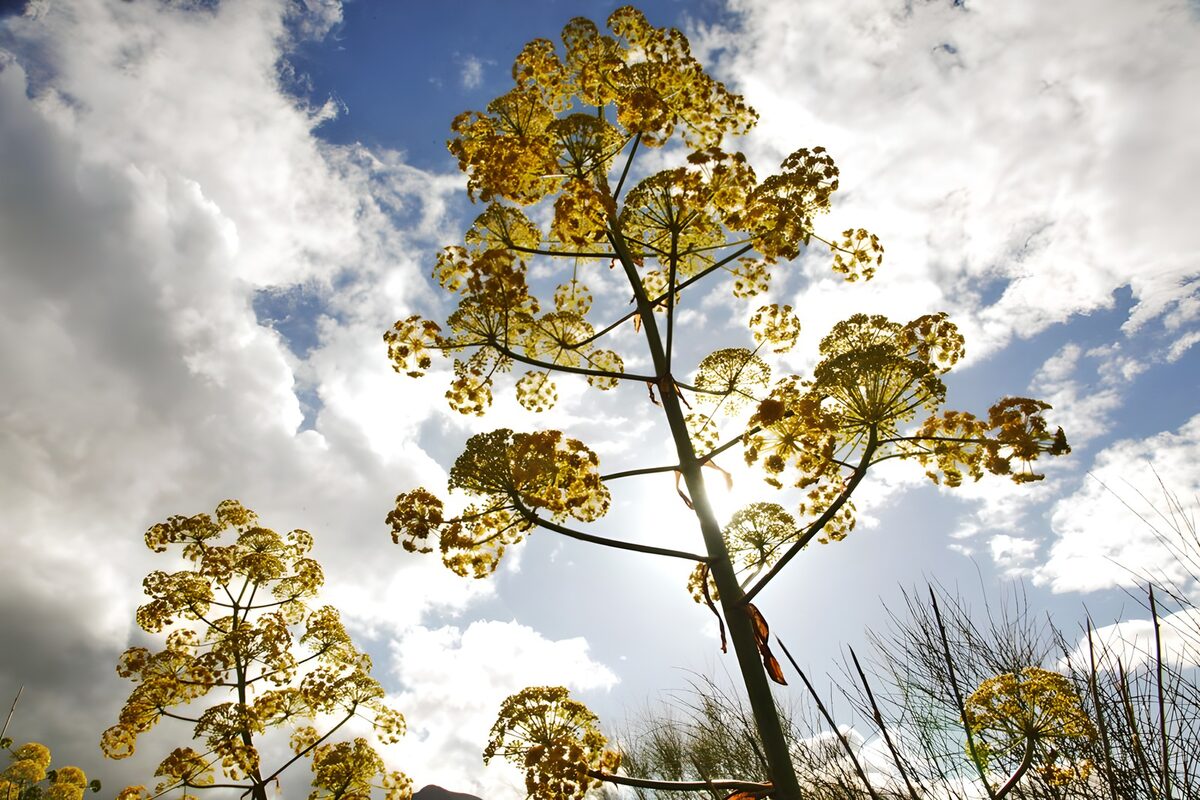 OCUK41767: Golden Blossoms Under the Sky