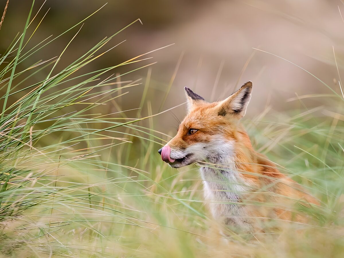 OCUK25567: Fox in the Meadow