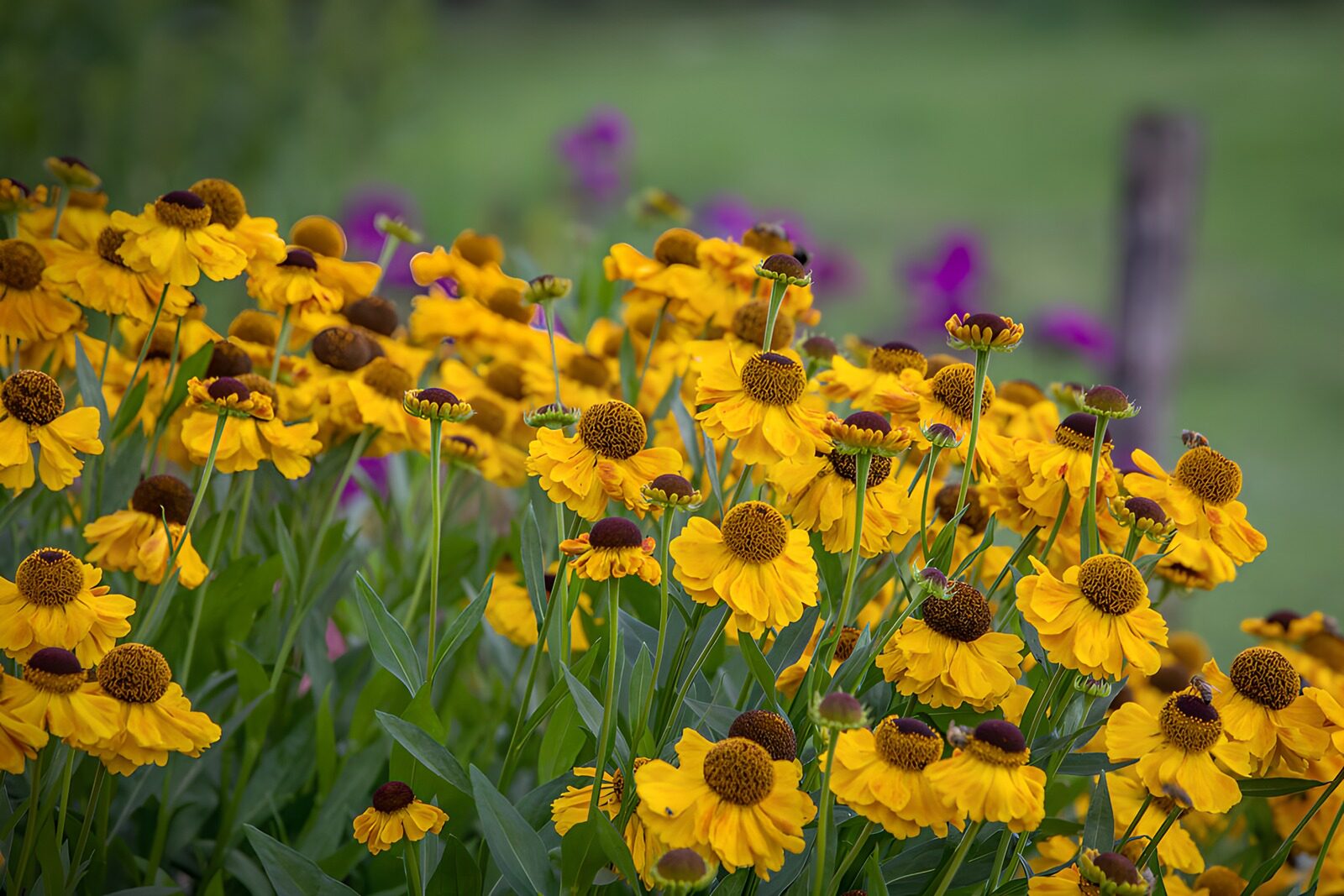 OCUK42280: Vibrant Yellow Blooms in a Garden