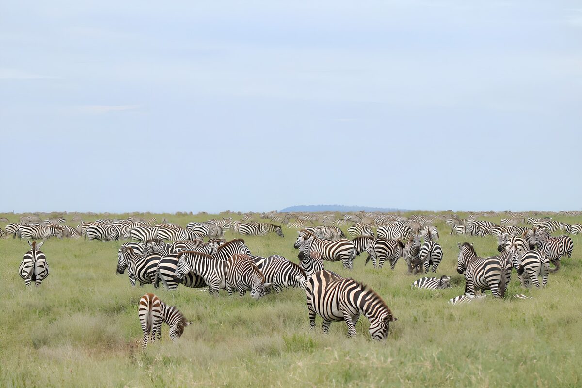 OCUK52289: Vast Zebra Herd in the Grasslands