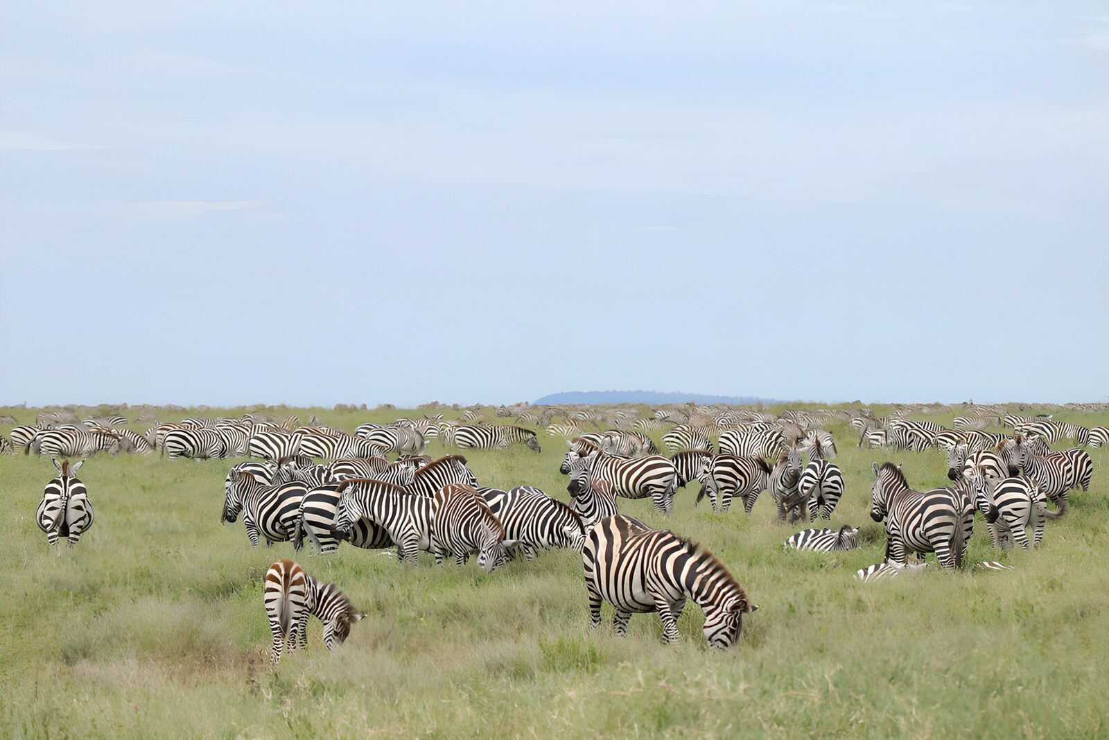 OCUK52289: Vast Zebra Herd in the Grasslands