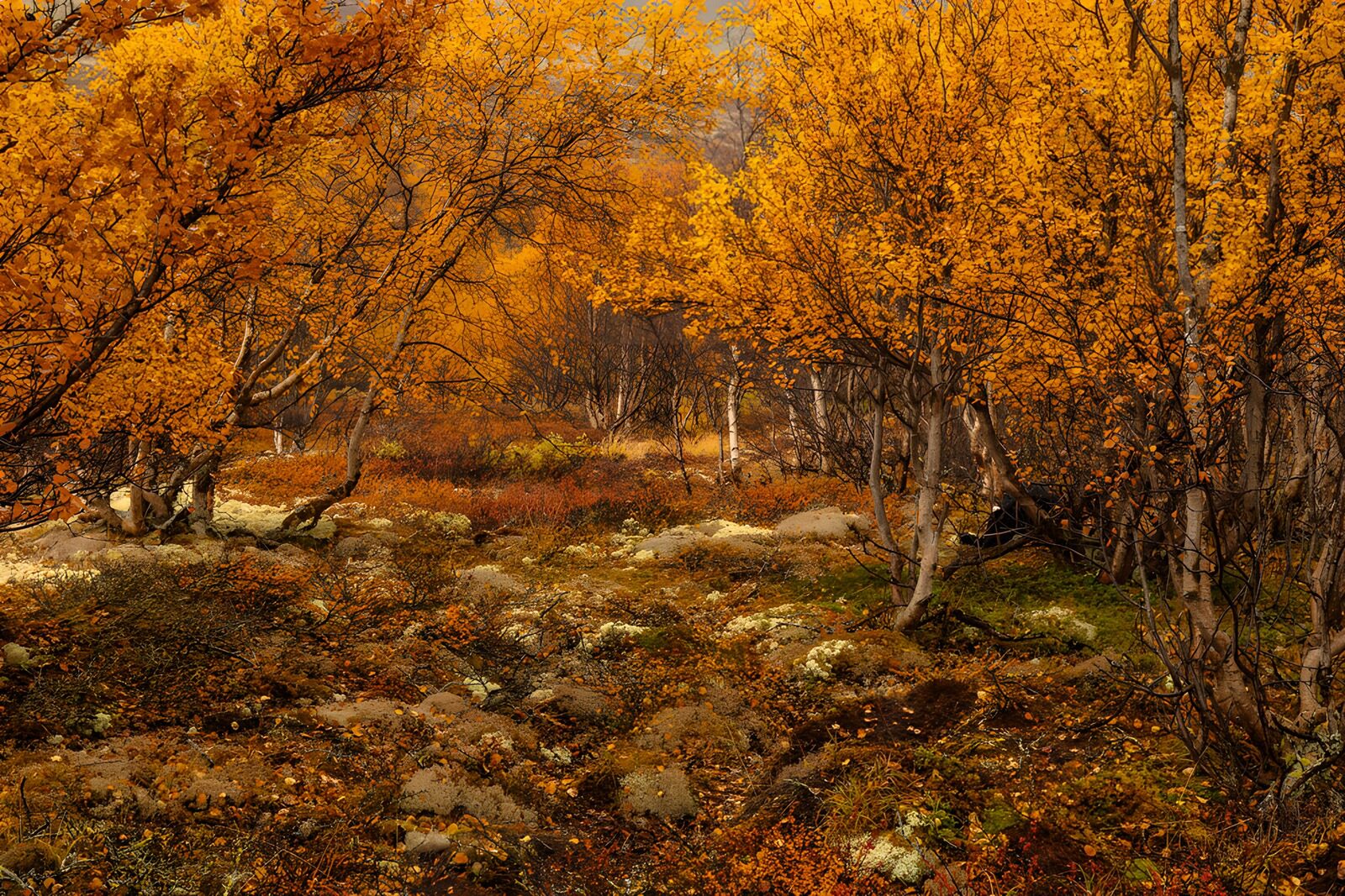 OCUK87535: Autumn's Radiant Embrace