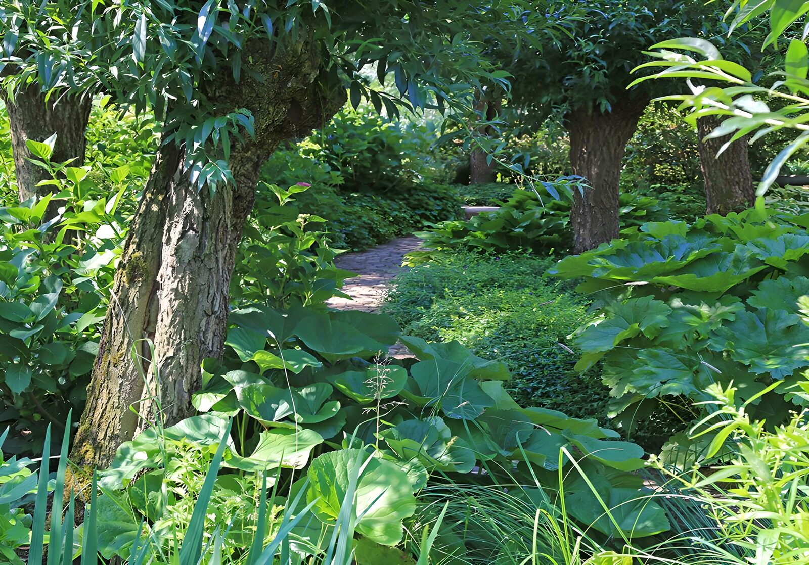 OCUK36235: Pollard willow in the garden