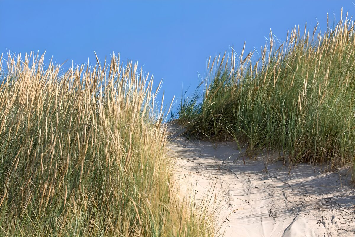 OCUK63189: Pathway with marram grass in the dunes