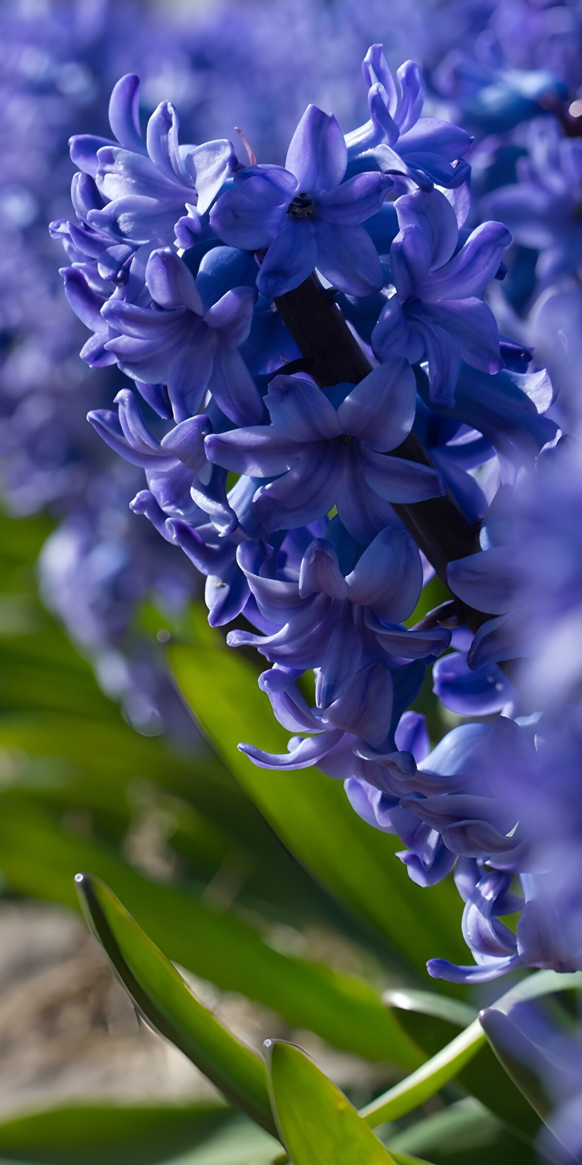 OCUK92252: Beautiful Purple Hyacinths in Bloom