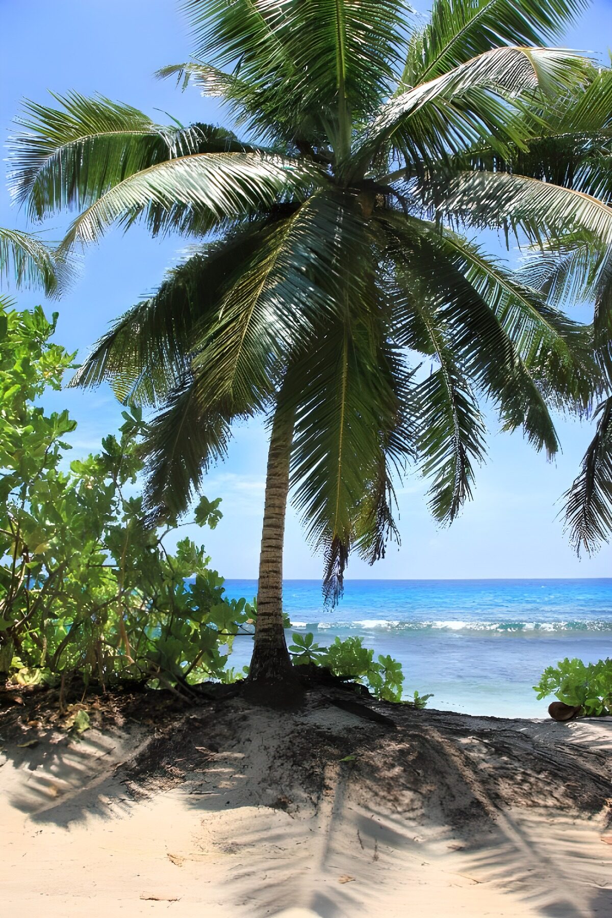 OCUK64752: Serene Beach with Palm Tree