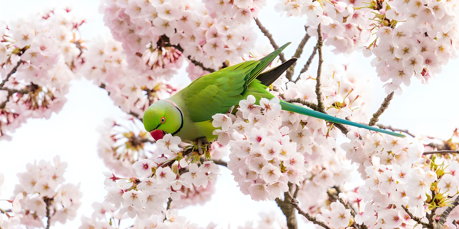 OCUK33120: Vibrant Parrot Among Cherry Blossoms