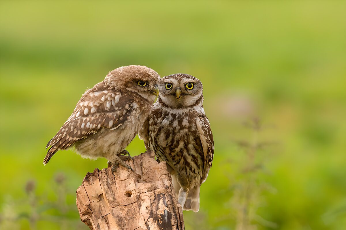 OCUK54282: "Two Owls in Warm Embrace"