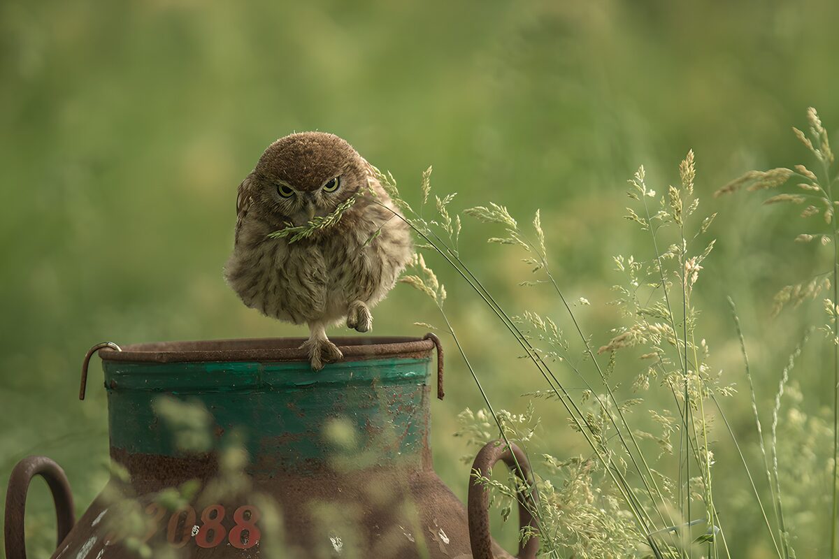 OCUK87484: Curious Owl on a Vintage Milk Can