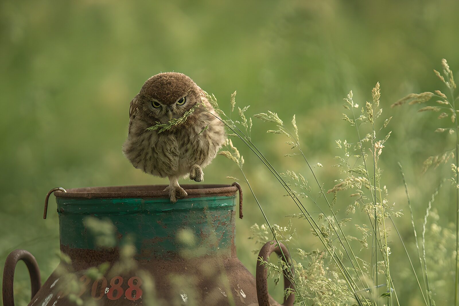OCUK87484: Curious Owl on a Vintage Milk Can