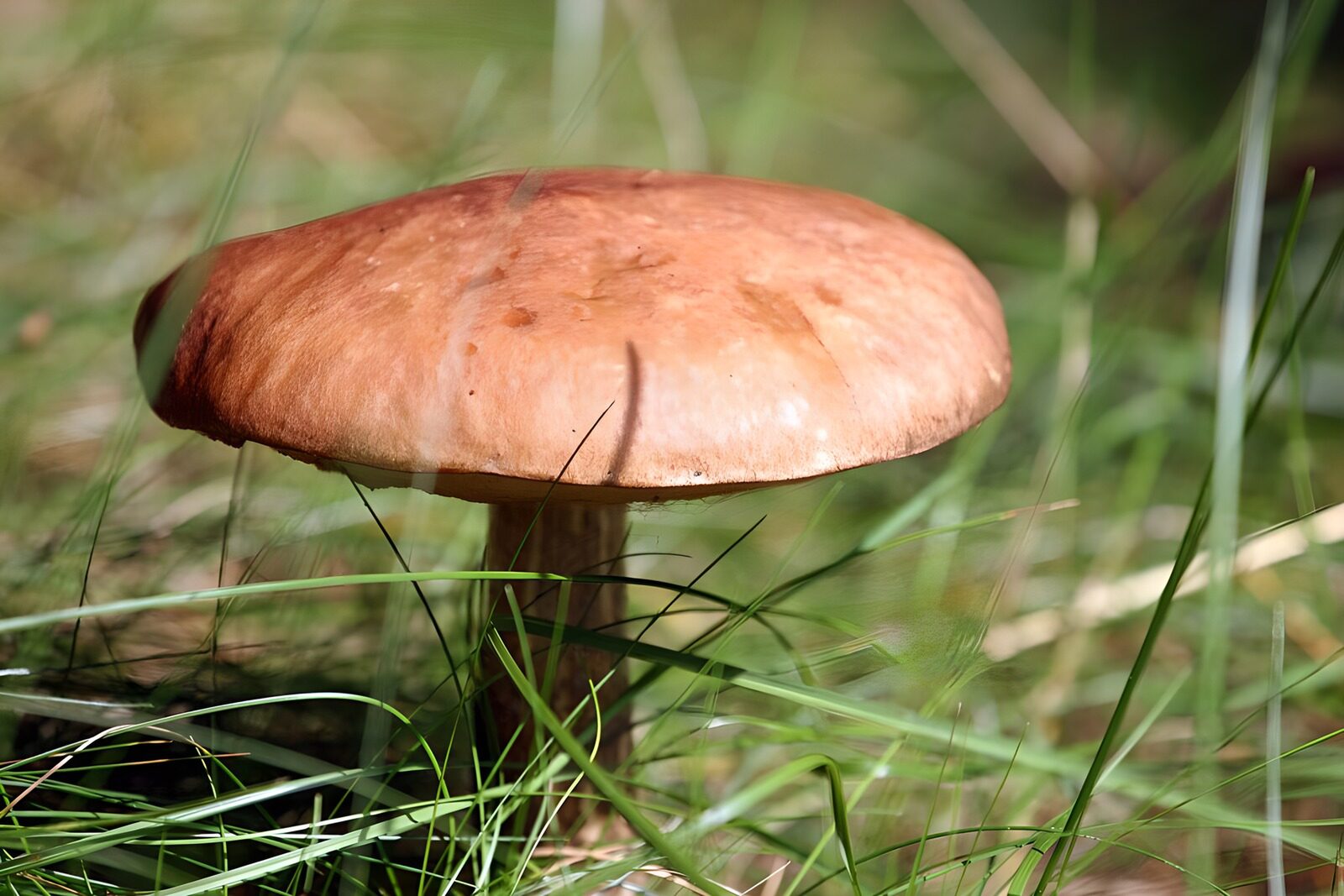 OCUK61447: Wild Mushroom in Sunlit Grass