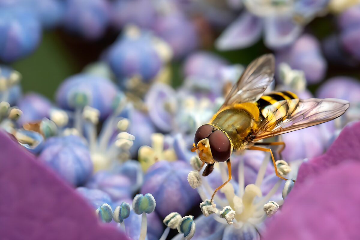 Golden Hoverfly on Purple Blossom