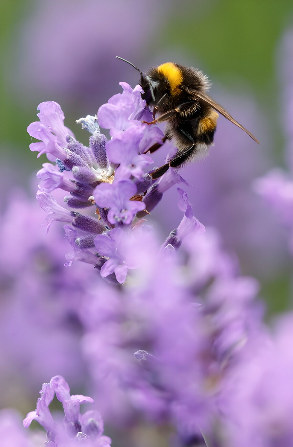 OCUK39860: Bumblebee on Lavender Blossom
