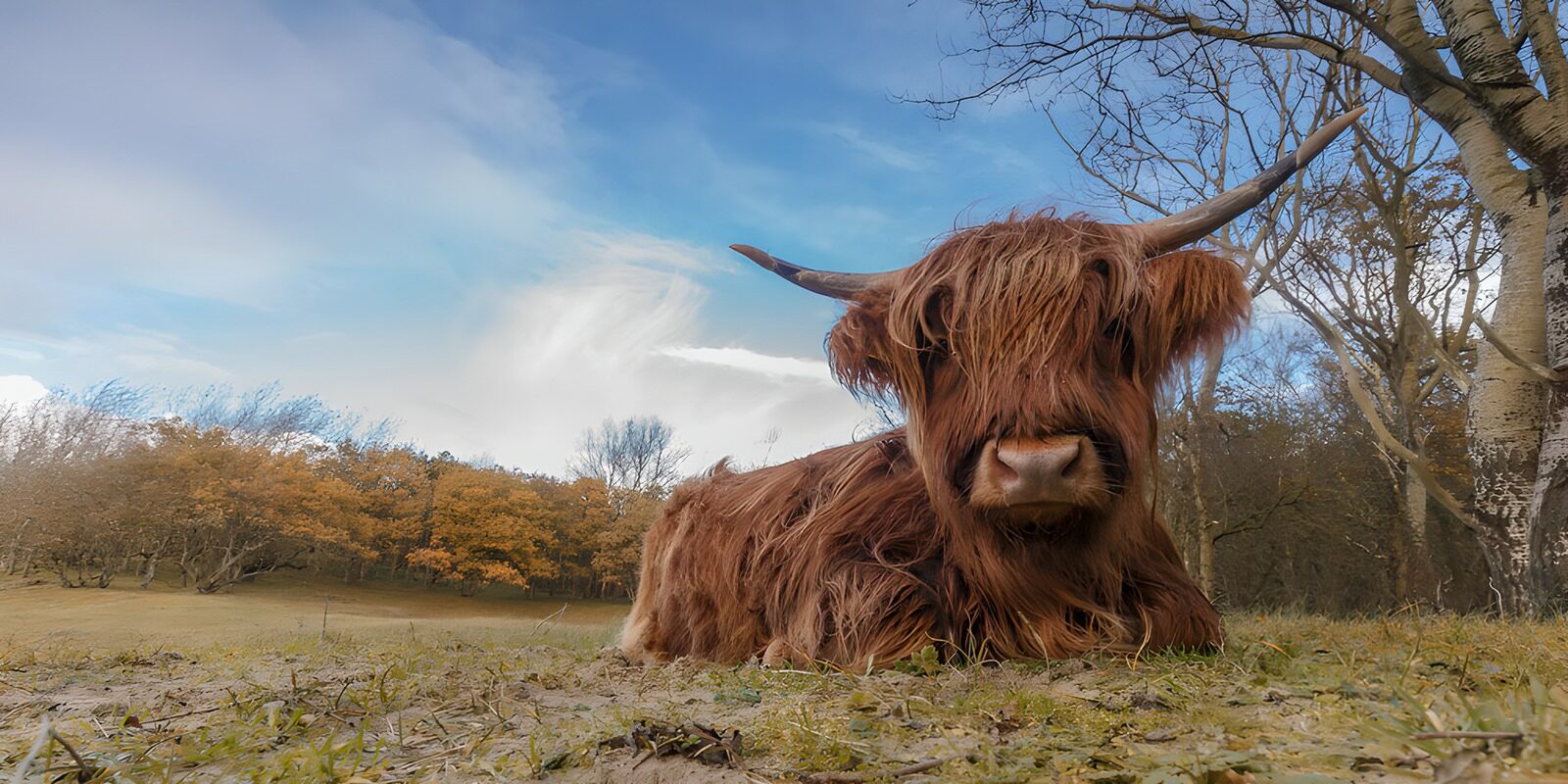 OCUK97040: Highland Cow in a Serene Landscape
