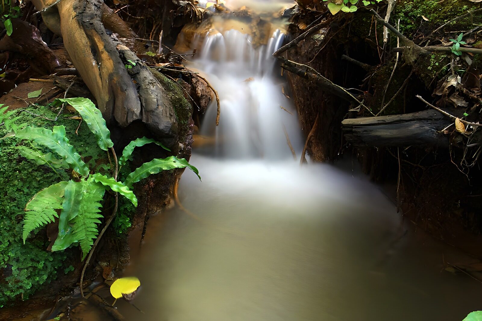 OCUK74390: Tranquil Forest Stream