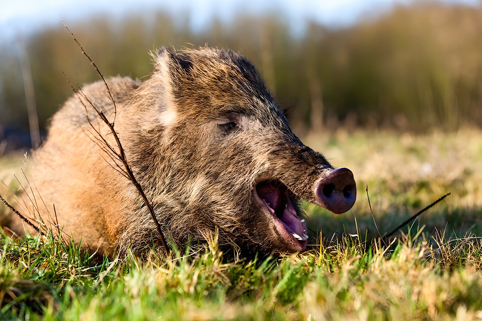OCUK83628: Wild Boar in the Meadow