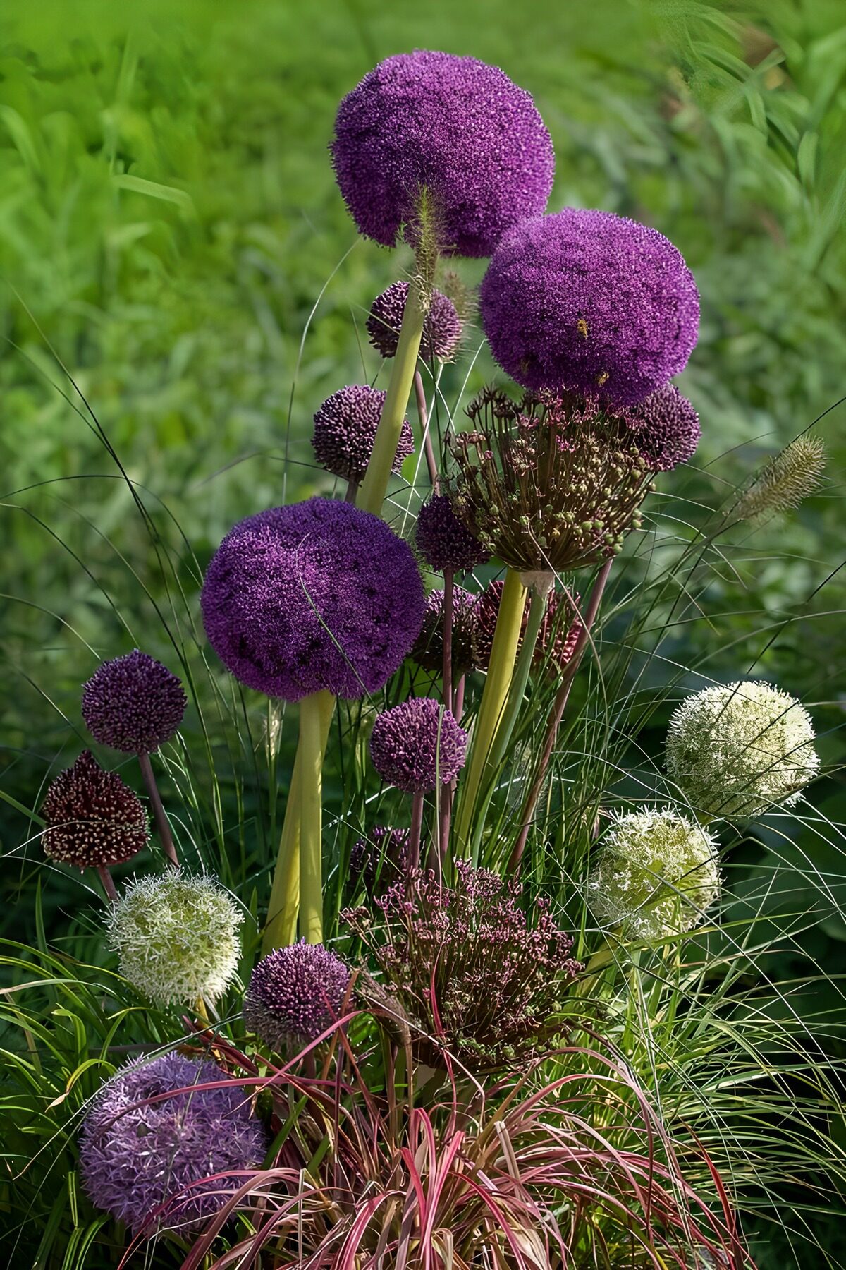 OCUK46583: Vibrant Allium Blooms in a Garden