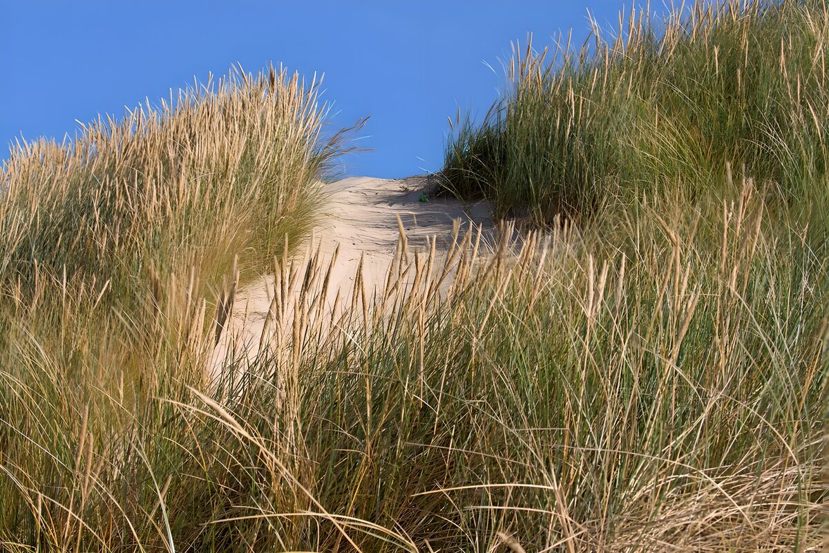 OCUK86303: Marram grass in the dunes