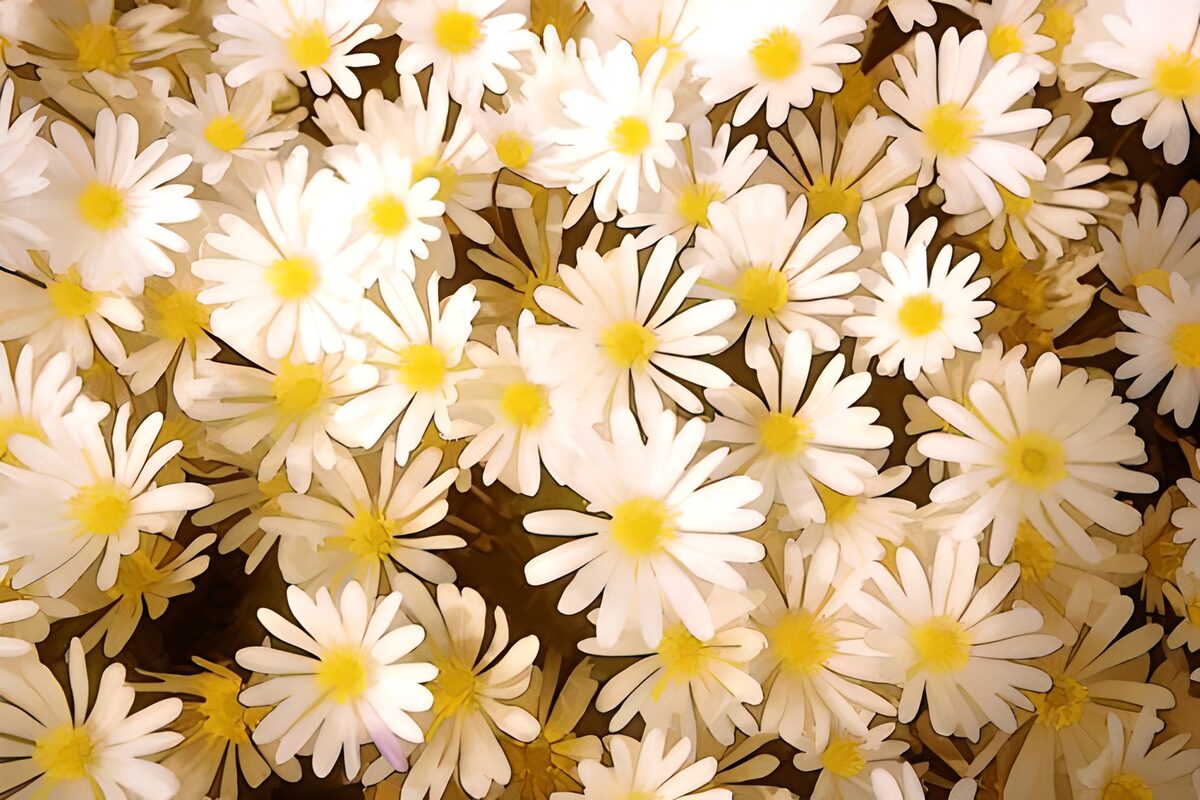 Flowers photo 3