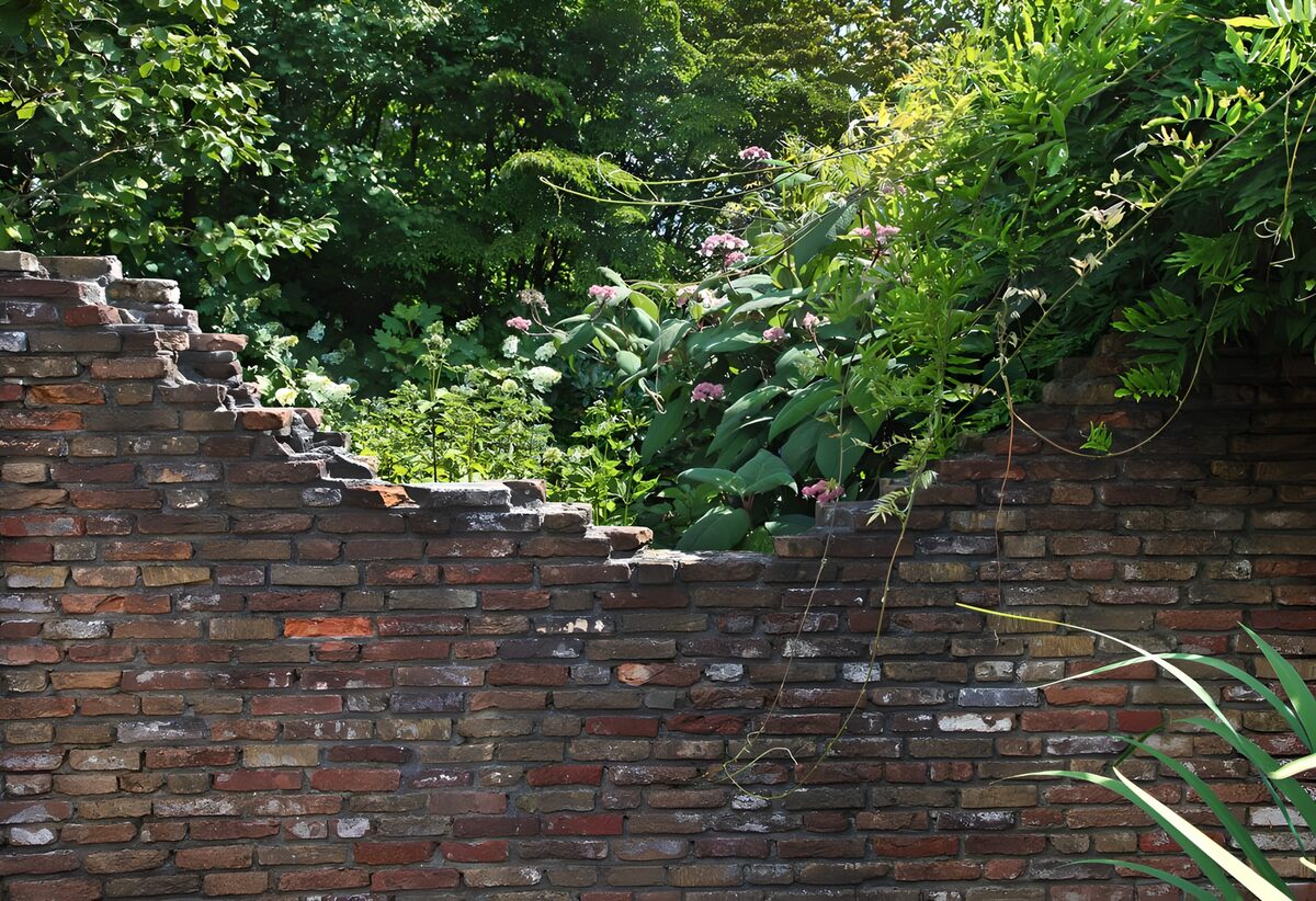 OCUK15320: Nature's Embrace Over a Weathered Wall
