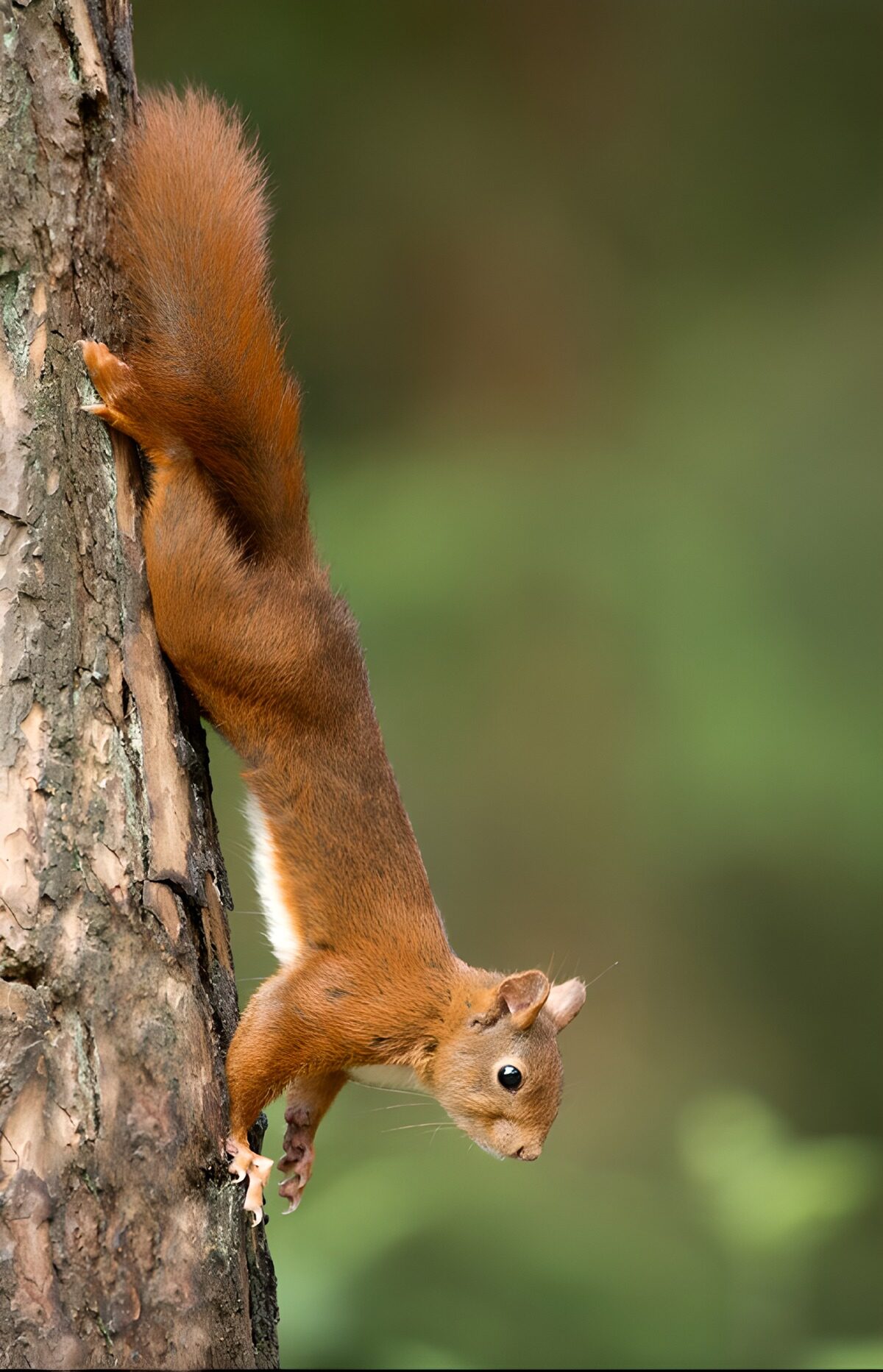 OCUK19101: Agile Squirrel on a Tree