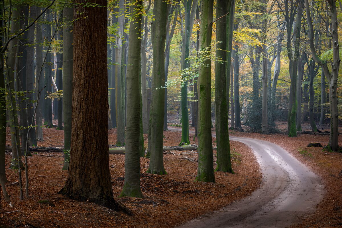 Serene Path Through Autumn Woods
