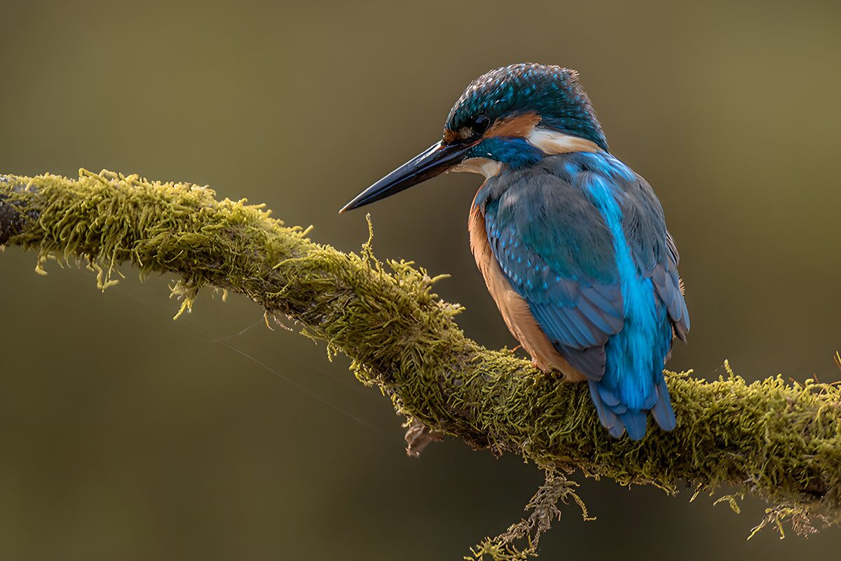 OCUK74092: Colorful Kingfisher Perched on Mossy Branch