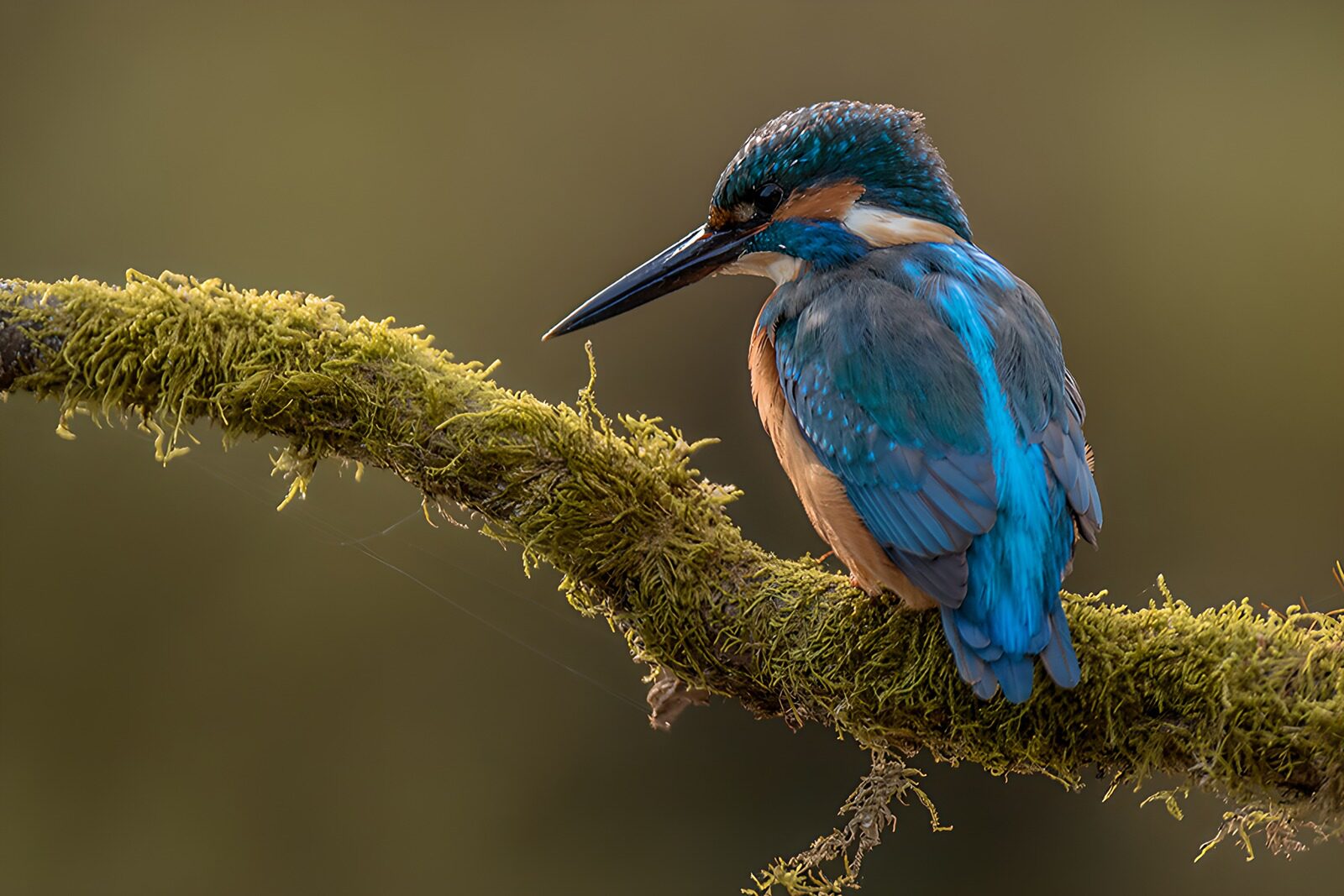 OCUK74092: Colorful Kingfisher Perched on Mossy Branch