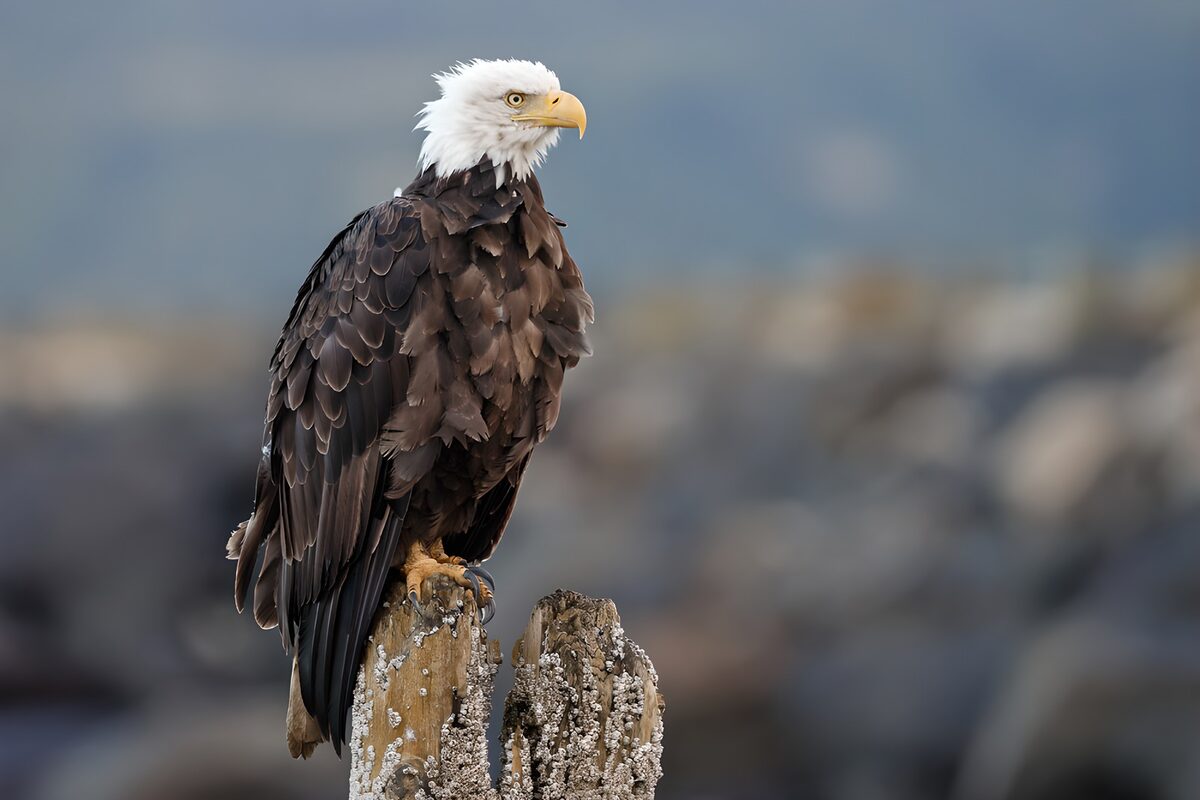 OCUK81459: Majestic Bald Eagle on a Perch