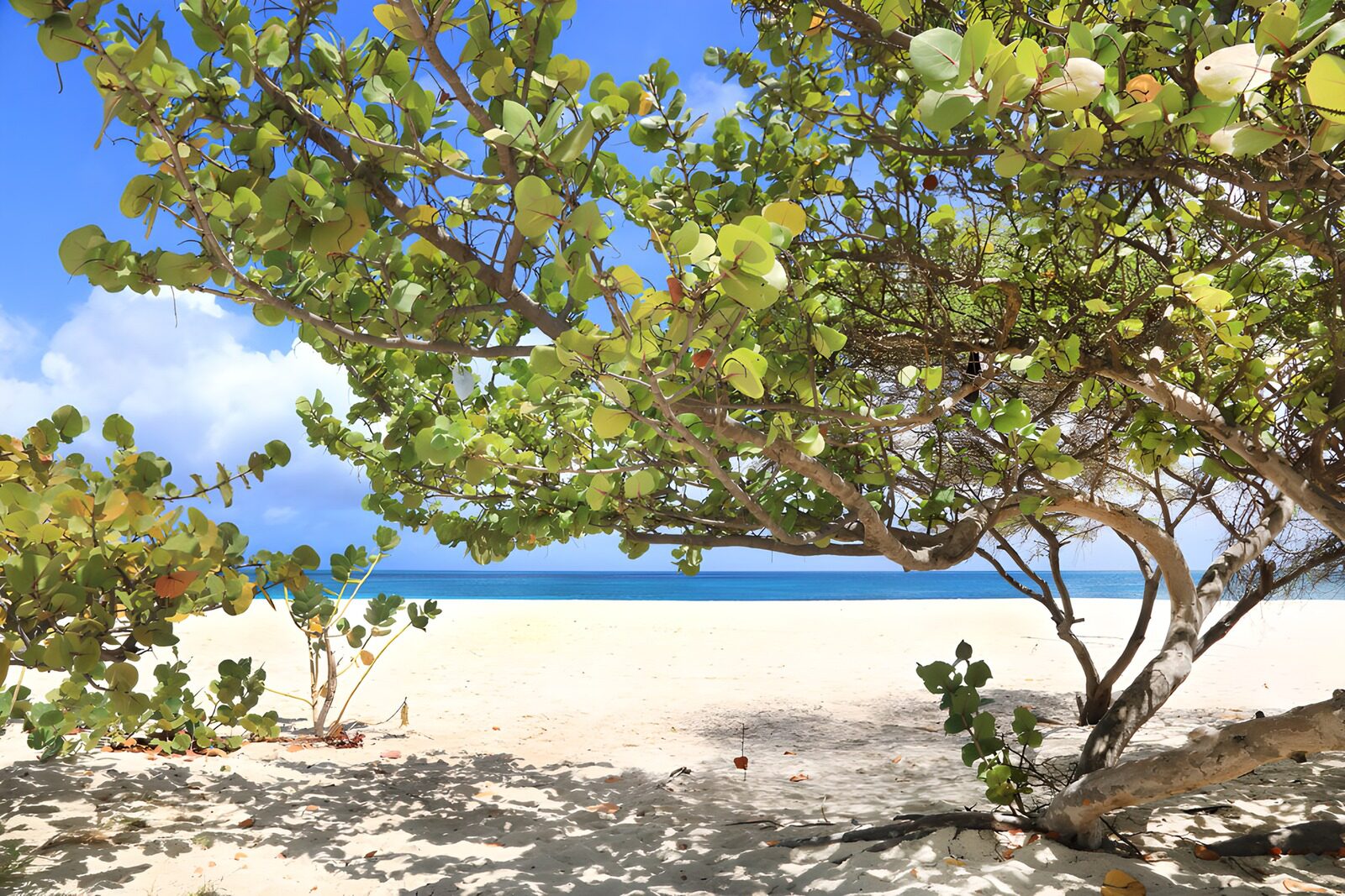 OCUK68898: Tranquil Beach Scene Framed by Trees