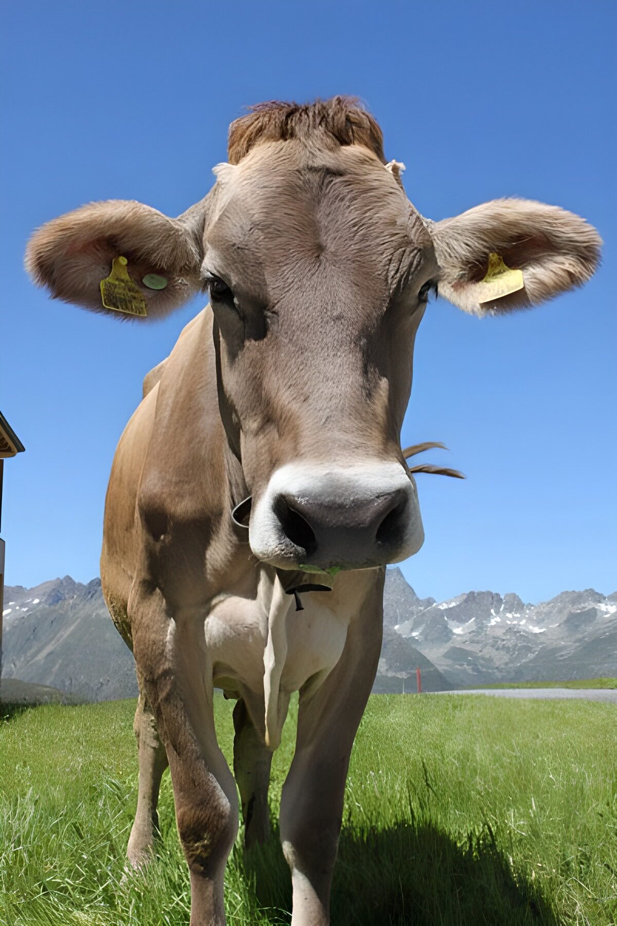 OCUK67782: Cow in Austrian Alps
