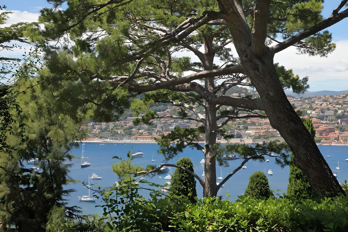 OCUK93611: Scenic Coastal View Framed by Trees
