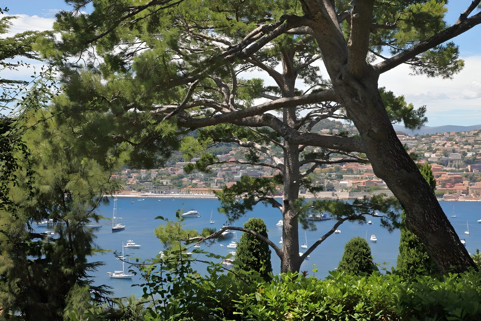 OCUK93611: Scenic Coastal View Framed by Trees