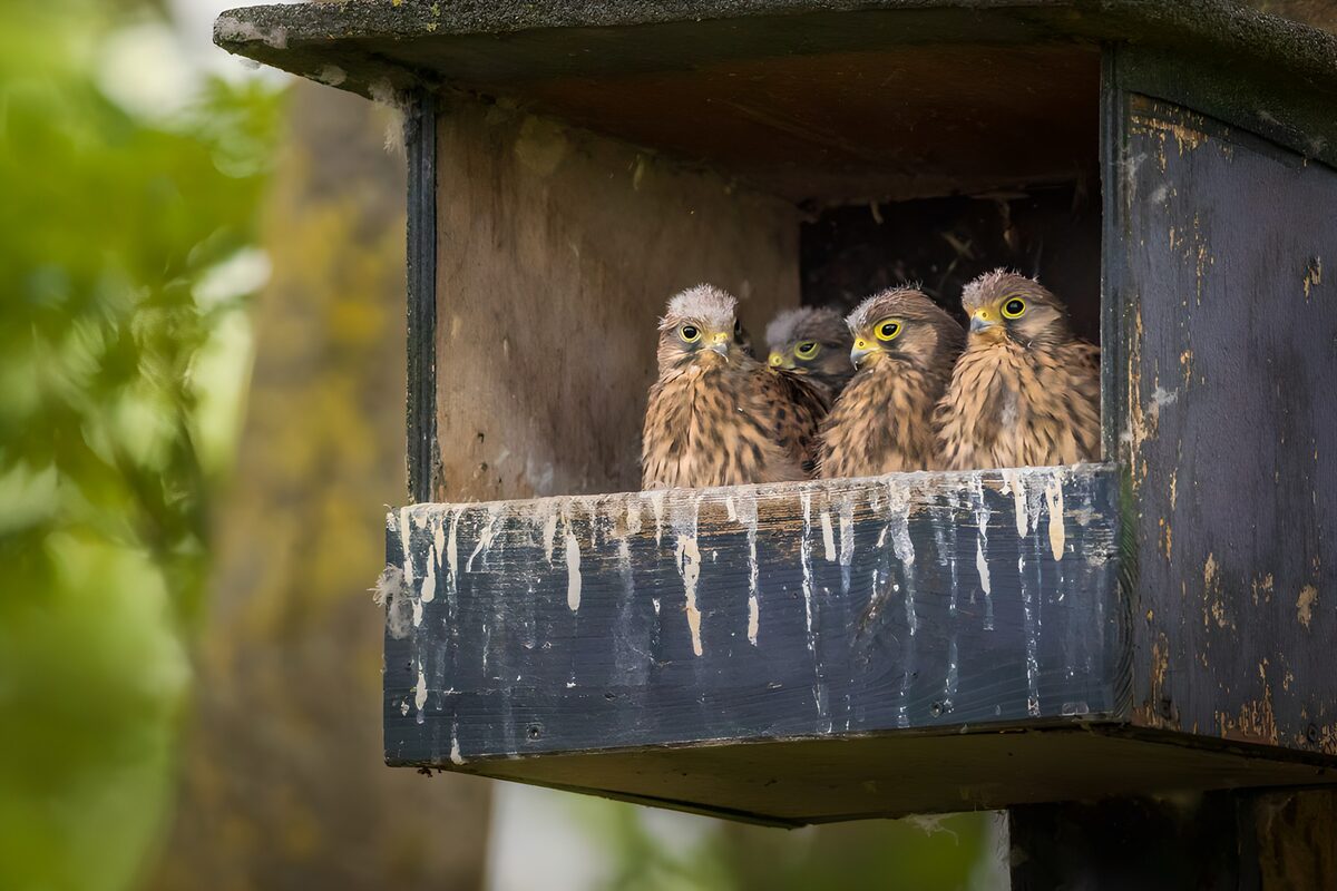 OCUK97647: Young Falcons in a Nest