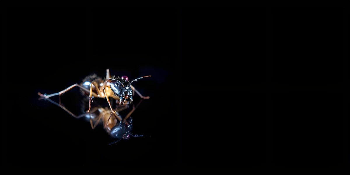 OCUK19734: Reflection of an Ant on Dark Surface